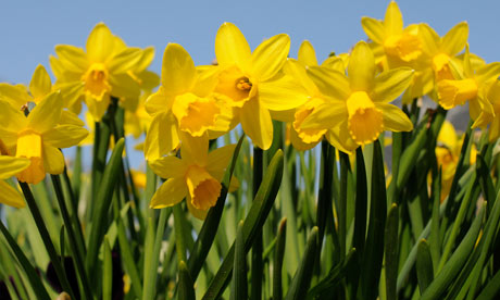 Spring Daffodils